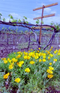 California Poppies in Wine Country - Booker and Butler Concierges